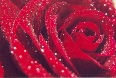 pour toi mon amour