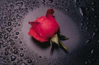 pour notre amour